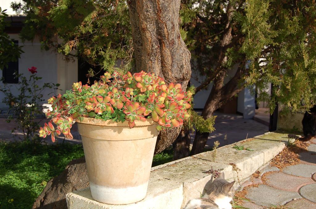 B&B Le Cicale เวียสเต ภายนอก รูปภาพ